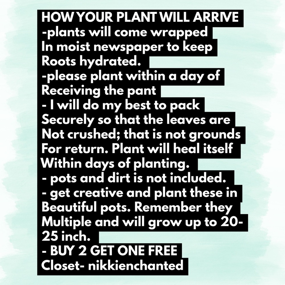 Special Air purifier mother-in-law tongue Plant - Picture 10 of 10